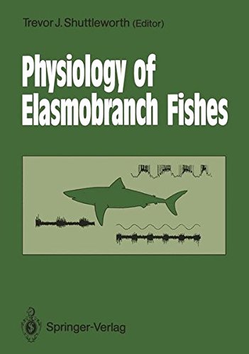 Elasmobranch