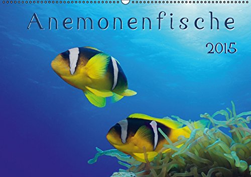 Anemonenfische