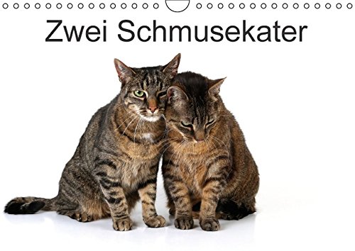 Schmusekater