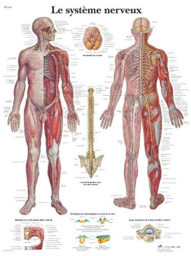 Anatomische