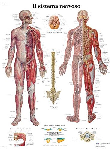 Anatomische